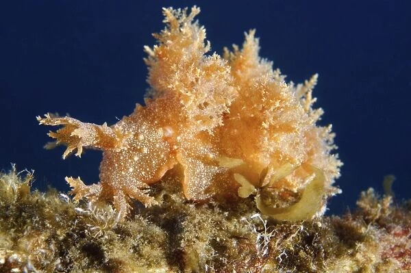 Robust frond-aeolis nudibranch -Dendronotus robustus-, Sea of Japan, Primorsky Krai, Russian Far East, Russian Federation