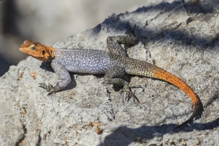 Framed Print : Rock agame -Agama planiceps-, male, Etosha National Park, Namibia, Africa