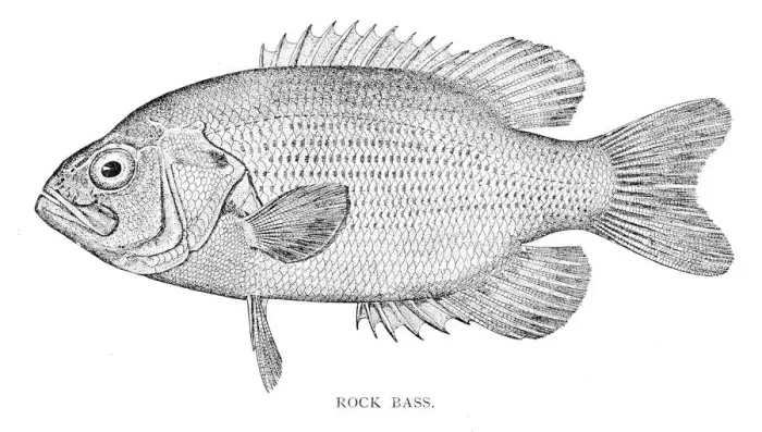 Framed Print : Rock bass engraving 1898 Framed Print : Rock bass engraving 1898