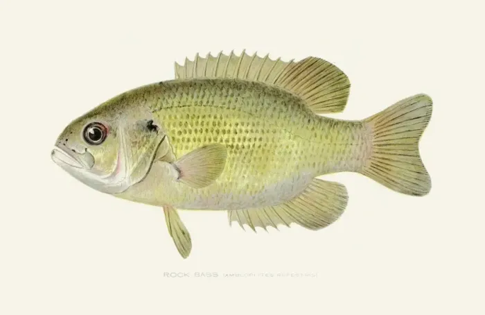 Framed Print : Rock bass illustration 1896 Framed Print : Rock bass illustration 1896