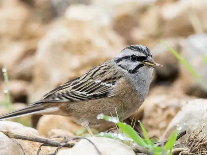 Framed Print : Rock Bunting (Emberiza cia) male, The first plane of the bird with dry seeds bitten in the beak. Spain, Europe