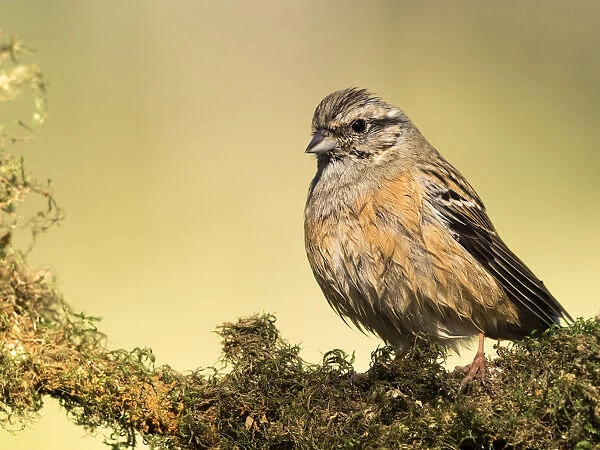 Rock Bunting (Emberiza cia) male, wetted on a branch drying off to the Sun. Spain, Europe