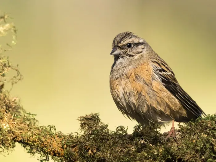 Framed Print : Rock Bunting (Emberiza cia) male, wetted on a branch drying off to the Sun. Spain, Europe Framed Print : Rock Bunting (Emberiza cia) male, wetted on a branch drying off to the Sun. Spain, Europe
