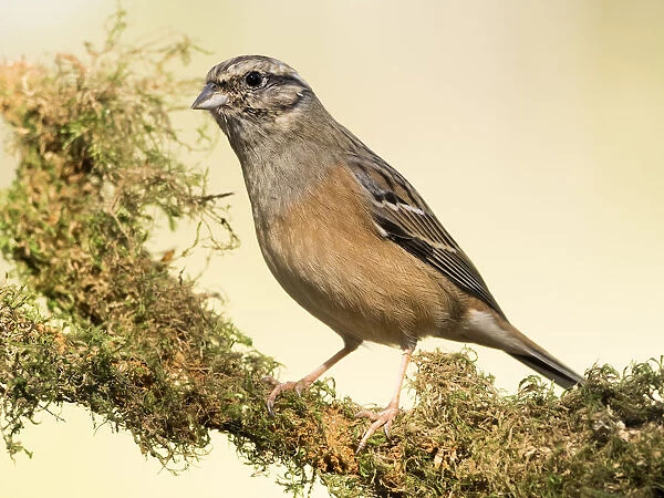 Rock Bunting (Emberiza cia) male, standing on a branch of tree with lichens. Spain, Europe