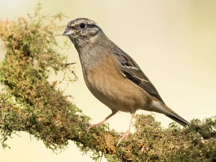 Framed Print : Rock Bunting (Emberiza cia) male, standing on a branch of tree with lichens. Spain, Europe Framed Print : Rock Bunting (Emberiza cia) male, standing on a branch of tree with lichens. Spain, Europe