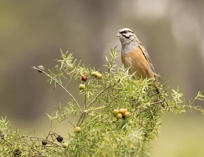 Framed Print : Rock Bunting (Emberiza cia) male, , Spain Framed Print : Rock Bunting (Emberiza cia) male, , Spain
