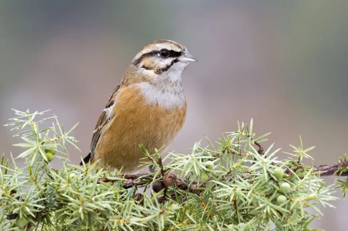 Framed Print : Rock Bunting -Emberiza cia-, Tyrol, Austria Framed Print : Rock Bunting -Emberiza cia-, Tyrol, Austria