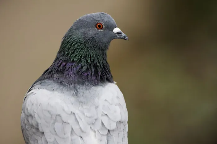 Framed Print : Rock dove up close Framed Print : Rock dove up close