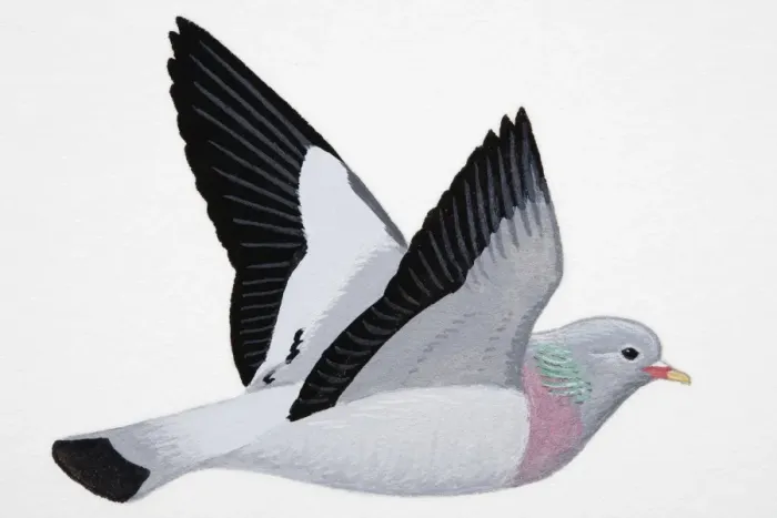 Framed Print : Rock Dove (Columba livia), adult Framed Print : Rock Dove (Columba livia), adult