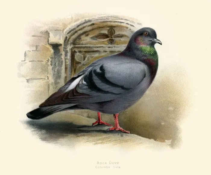 Framed Print : The rock dove illustration 1900 Framed Print : The rock dove illustration 1900