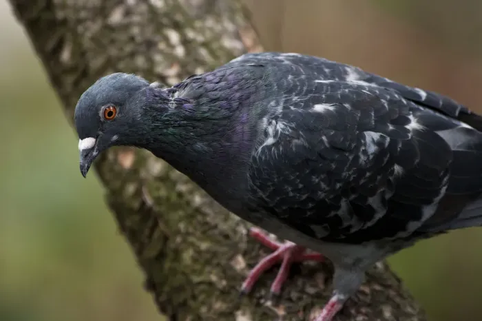 Framed Print : Rock dove on tree limb Framed Print : Rock dove on tree limb