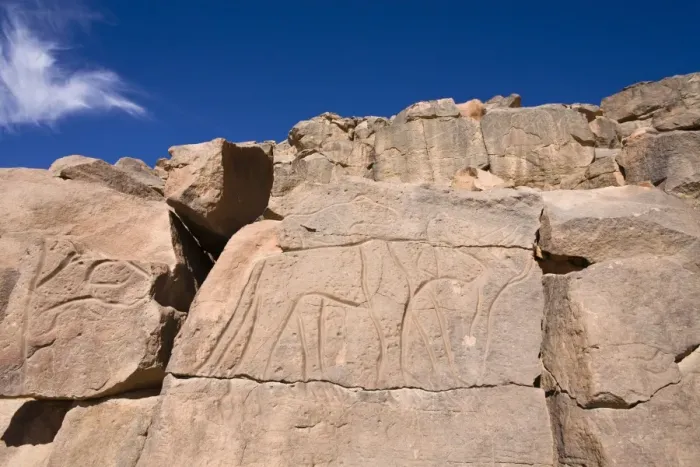 Framed Print : Rock engravings in the Wadi Mathendous, giraffe, Wadi Barjuj, stone desert, Libya, Sahara, North Africa, Africa