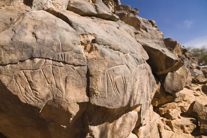 Framed Print : Rock engravings in the Wadi Mathendous, giraffe, Wadi Barjuj, stone desert, Libya, Sahara, North Africa, Africa Framed Print : Rock engravings in the Wadi Mathendous, giraffe, Wadi Barjuj, stone desert, Libya, Sahara, North Africa, Africa