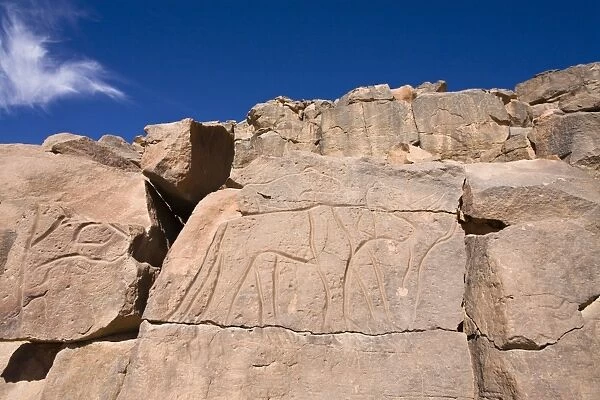 Rock engravings in the Wadi Mathendous, giraffe, Wadi Barjuj, stone desert, Libya, Sahara, North Africa, Africa