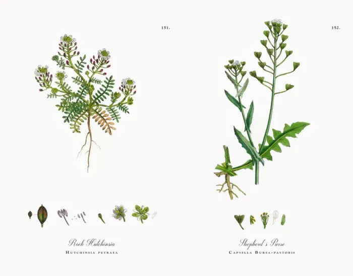 Framed Print : Rock Hutchinsia, Hutchinsia petraea, Victorian Botanical Illustration, 1863 Framed Print : Rock Hutchinsia, Hutchinsia petraea, Victorian Botanical Illustration, 1863
