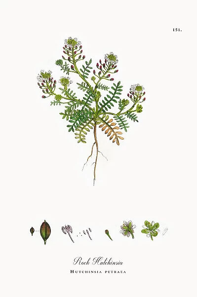 Rock Hutchinsia, Hutchinsia petraea, Victorian Botanical Illustration, 1863