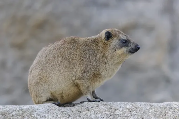Framed Print : Rock Hyrax or Cape Hyrax -Procavia capensis- Framed Print : Rock Hyrax or Cape Hyrax -Procavia capensis-