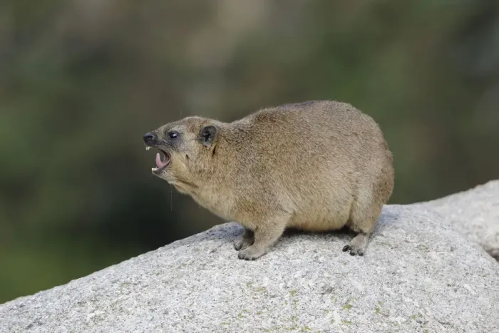 Framed Print : Rock Hyrax or Cape Hyrax -Procavia capensis- Framed Print : Rock Hyrax or Cape Hyrax -Procavia capensis-