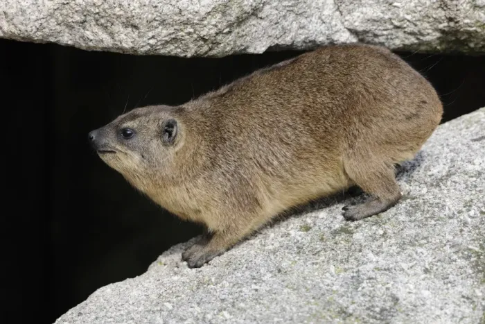 Framed Print : Rock Hyrax or Cape Hyrax -Procavia capensis- Framed Print : Rock Hyrax or Cape Hyrax -Procavia capensis-