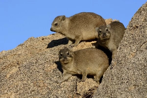 Rock Hyrax or Cape Hyrax -Procavia capensis- basking in the sun on a rock, Erongo Region, Namibia