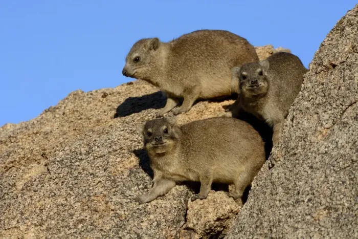 Framed Print : Rock Hyrax or Cape Hyrax -Procavia capensis- basking in the sun on a rock, Erongo Region, Namibia Framed Print : Rock Hyrax or Cape Hyrax -Procavia capensis- basking in the sun on a rock, Erongo Region, Namibia
