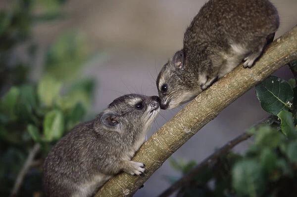 Two Rock Hyrax greeting each other on branch, close-up