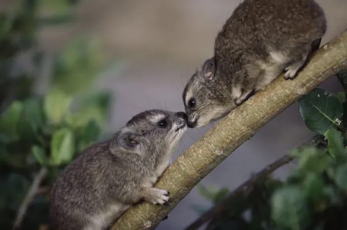 Framed Print : Two Rock Hyrax greeting each other on branch, close-up Framed Print : Two Rock Hyrax greeting each other on branch, close-up