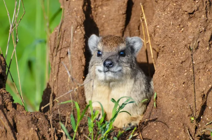 Framed Print : Rock hyrax in his lair - Serengeti - Tanzania