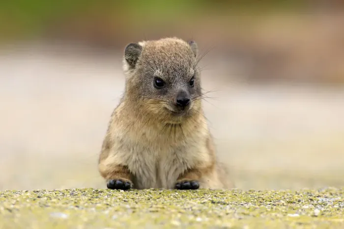 Framed Print : Rock Hyrax -Procavia capensis-, young, portrait, alert, Bettys Bay, Western Cape, South Africa
