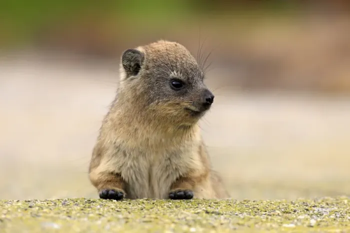 Framed Print : Rock Hyrax -Procavia capensis-, young, portrait, alert, Bettys Bay, Western Cape, South Africa Framed Print : Rock Hyrax -Procavia capensis-, young, portrait, alert, Bettys Bay, Western Cape, South Africa