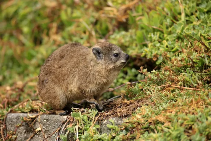 Framed Print : Rock Hyrax -Procavia capensis-, young, Bettys Bay, Western Cape, South Africa Framed Print : Rock Hyrax -Procavia capensis-, young, Bettys Bay, Western Cape, South Africa