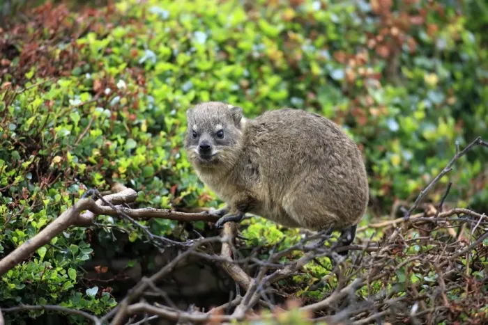 Framed Print : Rock Hyrax -Procavia capensis-, young, Bettys Bay, Western Cape, South Africa Framed Print : Rock Hyrax -Procavia capensis-, young, Bettys Bay, Western Cape, South Africa