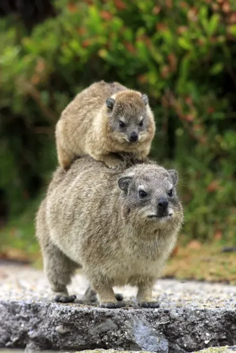 Framed Print : Rock Hyrax -Procavia capensis-, female with young on her back, social behaviour, Bettys Bay, Western Cape, South Africa Framed Print : Rock Hyrax -Procavia capensis-, female with young on her back, social behaviour, Bettys Bay, Western Cape, South Africa