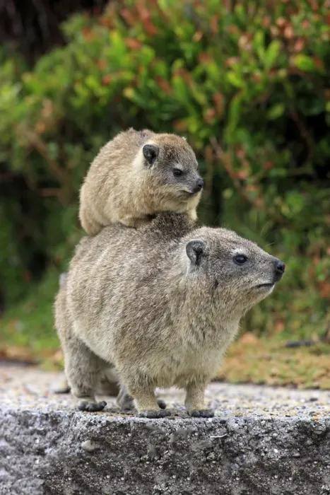 Framed Print : Rock Hyrax -Procavia capensis-, female with young on her back, social behaviour, Bettys Bay, Western Cape, South Africa Framed Print : Rock Hyrax -Procavia capensis-, female with young on her back, social behaviour, Bettys Bay, Western Cape, South Africa