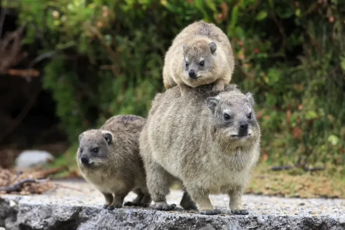 Framed Print : Rock Hyrax -Procavia capensis-, female with young, social behaviour, Bettys Bay, Western Cape, South Africa
