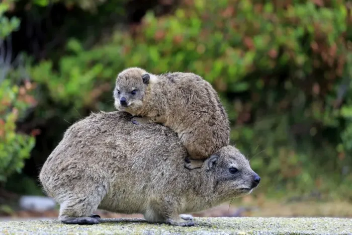 Framed Print : Rock Hyrax -Procavia capensis-, female with young on her back, social behavior, Bettys Bay, Western Cape, South Africa Framed Print : Rock Hyrax -Procavia capensis-, female with young on her back, social behavior, Bettys Bay, Western Cape, South Africa