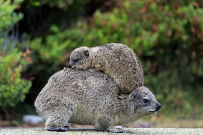 Framed Print : Rock Hyrax -Procavia capensis-, female with young on her back, social behavior, Bettys Bay, Western Cape, South Africa