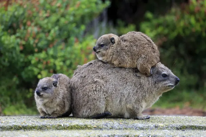 Framed Print : Rock Hyrax -Procavia capensis-, female with two young, social behavior, Bettys Bay, Western Cape, South Africa Framed Print : Rock Hyrax -Procavia capensis-, female with two young, social behavior, Bettys Bay, Western Cape, South Africa