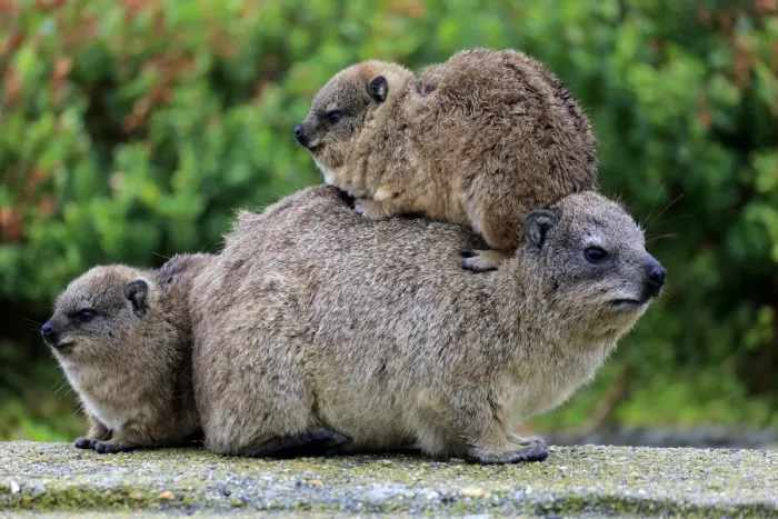 Framed Print : Rock Hyrax -Procavia capensis-, female with two young, social behavior, Bettys Bay, Western Cape, South Africa Framed Print : Rock Hyrax -Procavia capensis-, female with two young, social behavior, Bettys Bay, Western Cape, South Africa