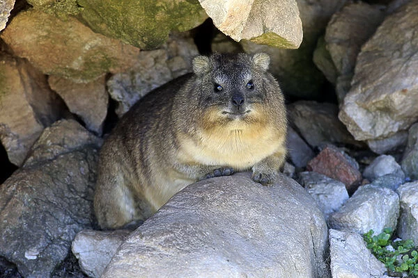 Rock Hyrax -Procavia capensis-, adult at burrow, Bettys Bay, Western Cape, South Africa