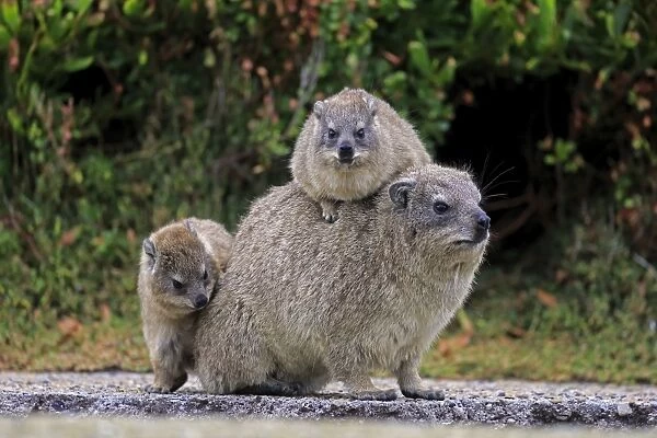Rock Hyrax -Procavia capensis- adult female with two young, social behavior, Bettys Bay, Western Cape, South Africa