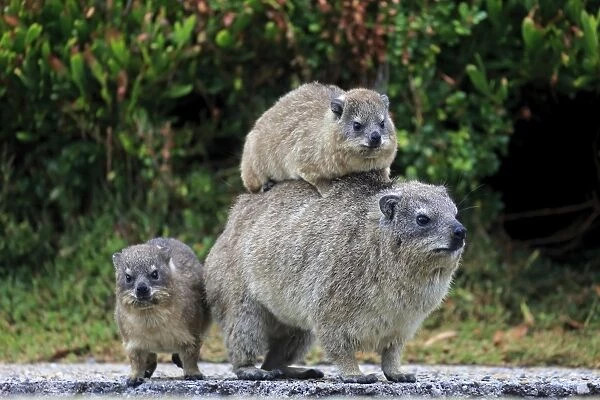 Rock Hyrax -Procavia capensis- adult female with two young, social behavior, Bettys Bay, Western Cape, South Africa