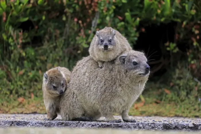 Framed Print : Rock Hyrax -Procavia capensis- adult female with two young, social behavior, Bettys Bay, Western Cape, South Africa Framed Print : Rock Hyrax -Procavia capensis- adult female with two young, social behavior, Bettys Bay, Western Cape, South Africa