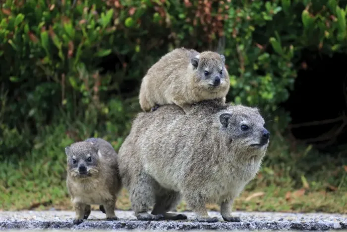 Framed Print : Rock Hyrax -Procavia capensis- adult female with two young, social behavior, Bettys Bay, Western Cape, South Africa Framed Print : Rock Hyrax -Procavia capensis- adult female with two young, social behavior, Bettys Bay, Western Cape, South Africa