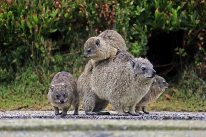 Framed Print : Rock Hyrax -Procavia capensis- adult female with three young, social behavior, Bettys Bay, Western Cape, South Africa Framed Print : Rock Hyrax -Procavia capensis- adult female with three young, social behavior, Bettys Bay, Western Cape, South Africa