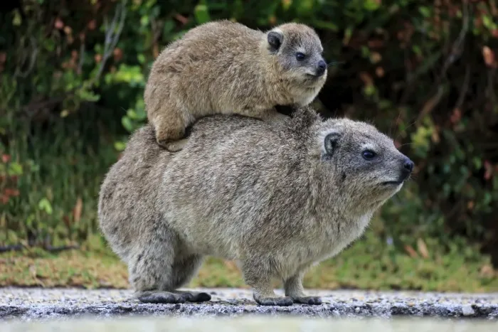 Framed Print : Rock Hyrax -Procavia capensis- adult female with young on back, social behavior, Bettys Bay, Western Cape, South Africa Framed Print : Rock Hyrax -Procavia capensis- adult female with young on back, social behavior, Bettys Bay, Western Cape, South Africa