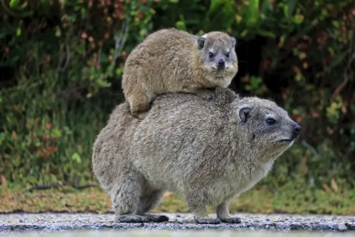 Framed Print : Rock Hyrax -Procavia capensis- adult female with young on back, social behavior, Bettys Bay, Western Cape, South Africa