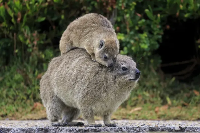 Framed Print : Rock Hyrax -Procavia capensis- adult female with young on back, social behavior, Bettys Bay, Western Cape, South Africa