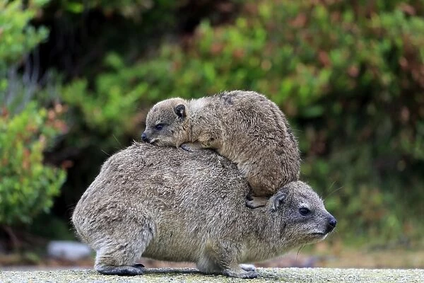 Rock Hyrax -Procavia capensis-, female with young on her back, social behavior, Bettys Bay, Western Cape, South Africa