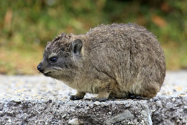 Rock Hyrax -Procavia capensis-, young, Bettys Bay, Western Cape, South Africa